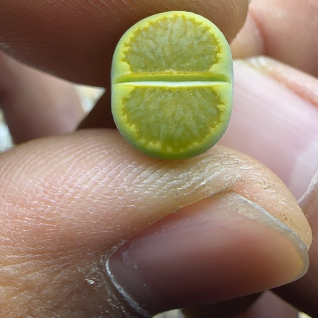 219 生石花大棚直播
