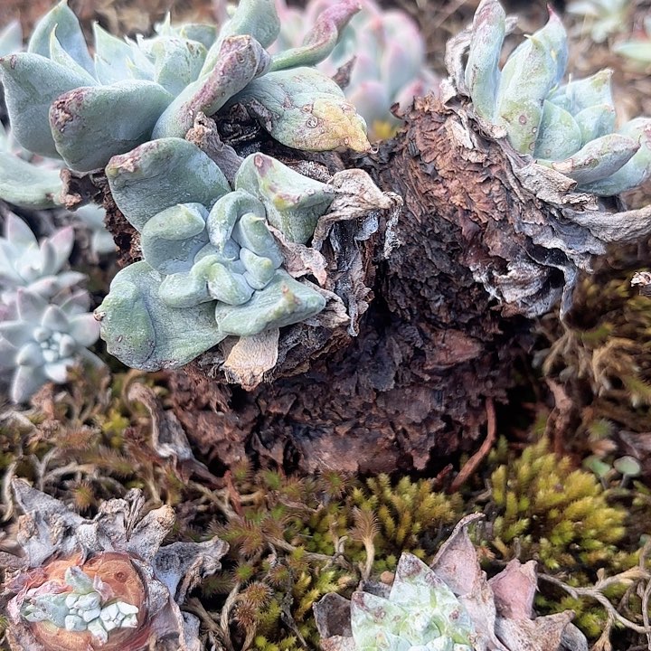 不****?仙女杯多肉植物