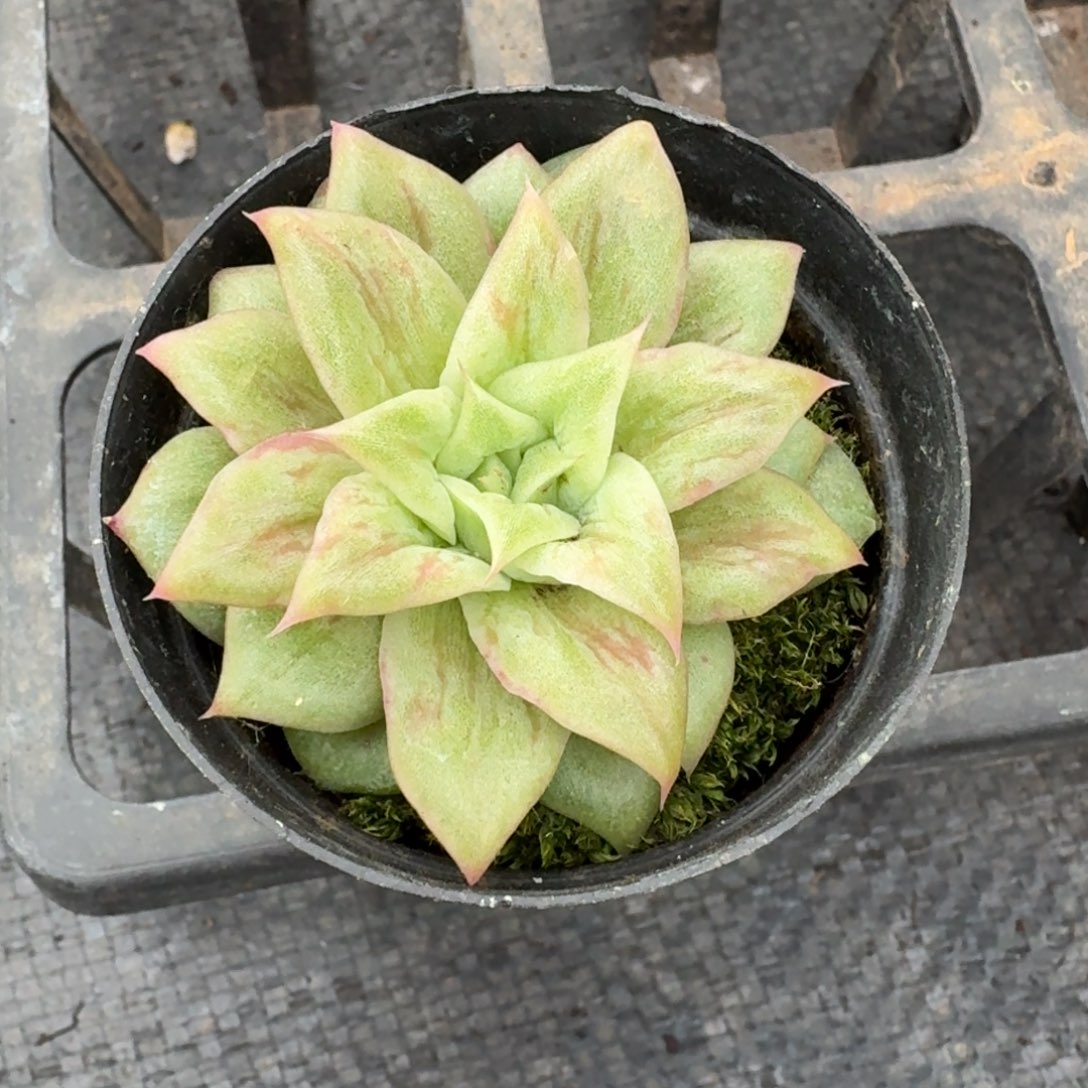 多肉阿胶一物一拍24-11