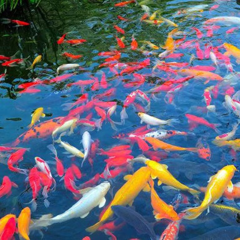 精品血统锦鲤15-20厘米混搭好养耐活3条锦鲤冷水淡水好养渔场直发