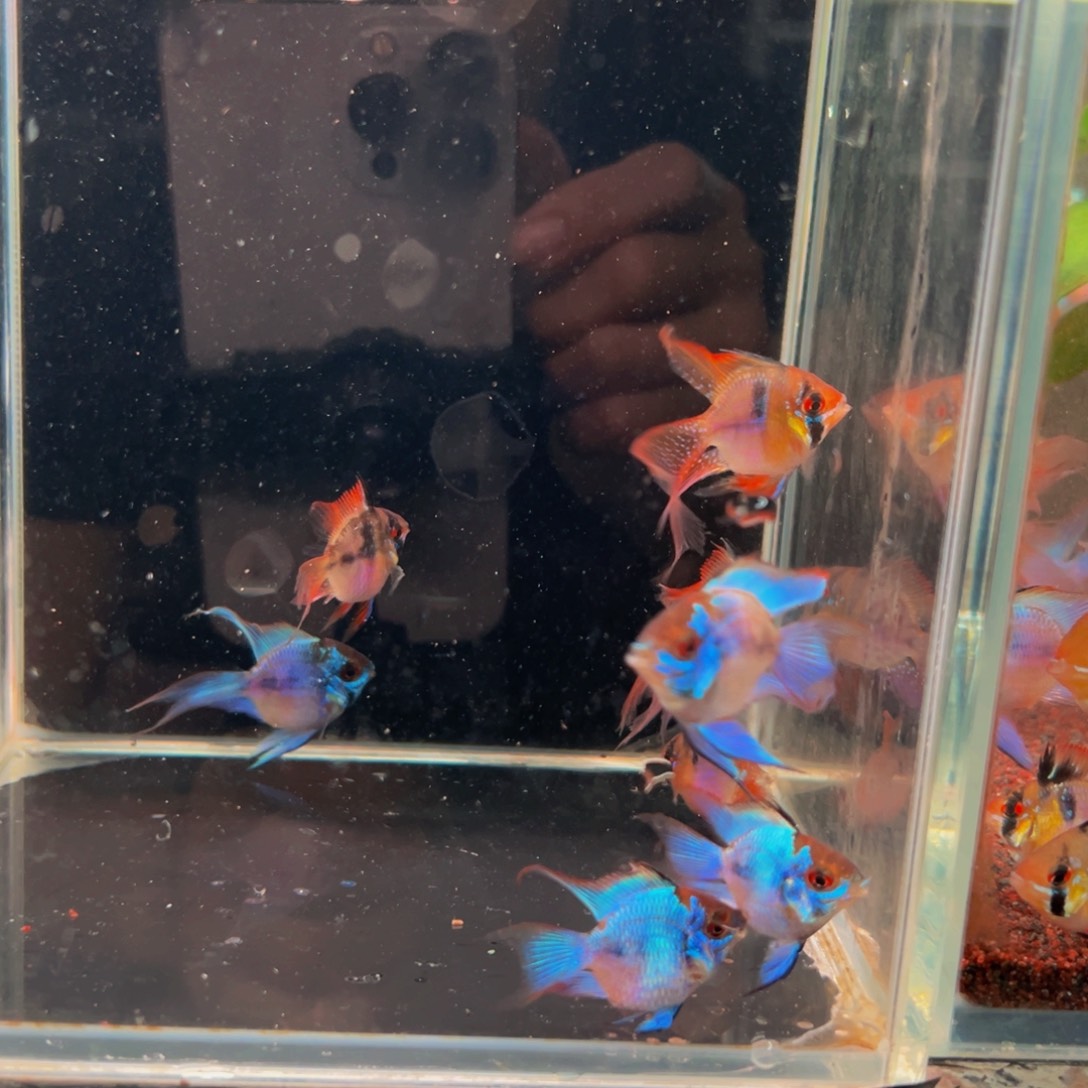 短鲷鱼蓝凤各两对