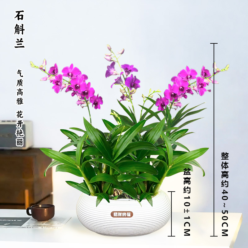 石斛兰粉紫色盆栽兰花开花香味好养护室内外花卉绿植桌摆前台