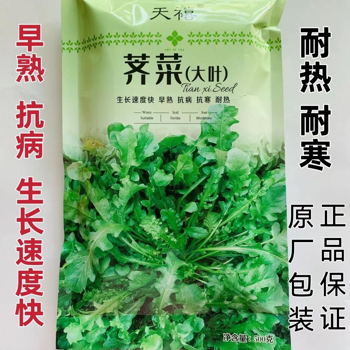 野生四季大叶荠菜种子可盆栽阳台农家菜园耐寒养生菜蔬菜种子