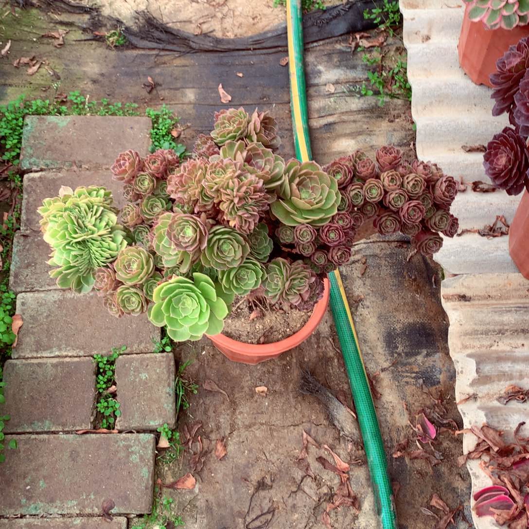 万缀朵朵，多肉植物