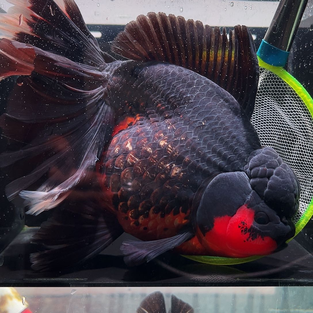 翊***梓海水鱼鱼1111111111111