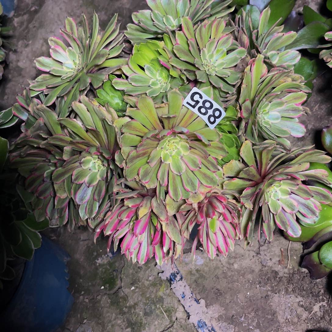 粉袋法师13//5包邮法师