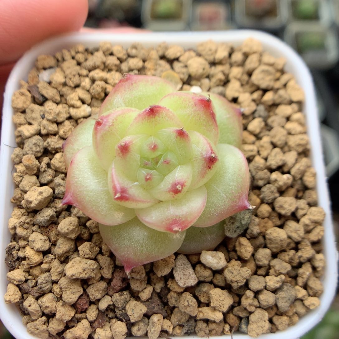 E45优选麦杆珍妮y y y y y y y