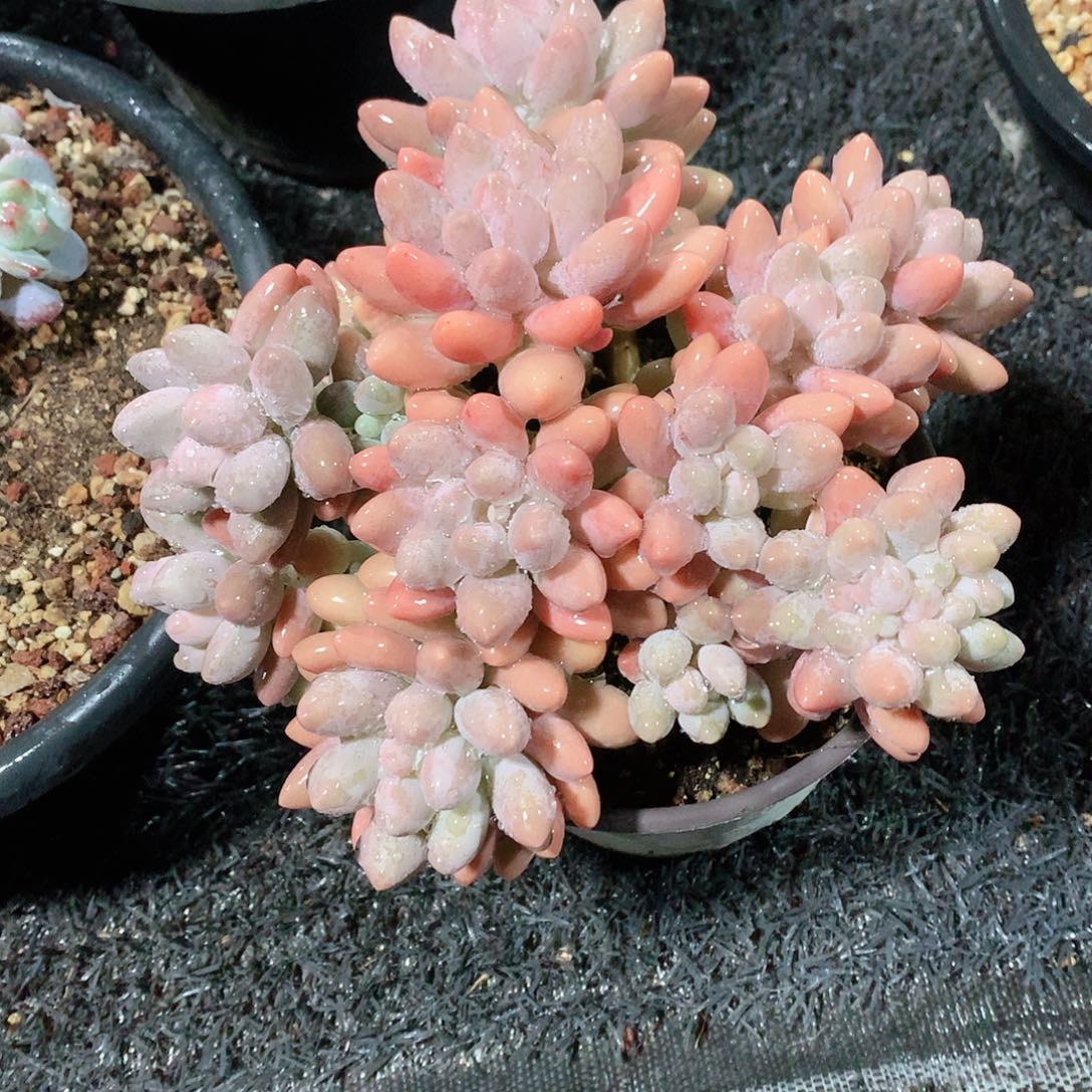 多肉植物多肉植物粉恋