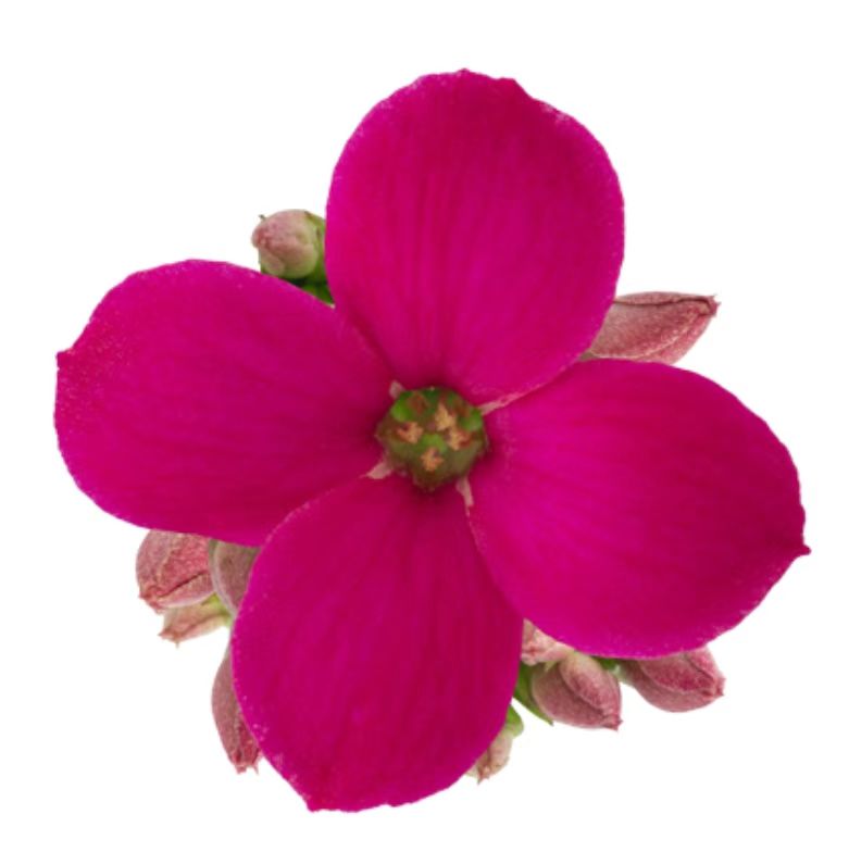 泰斯（青稞无花苞）单瓣长寿花140#盆一盆三棵原盆原土发货