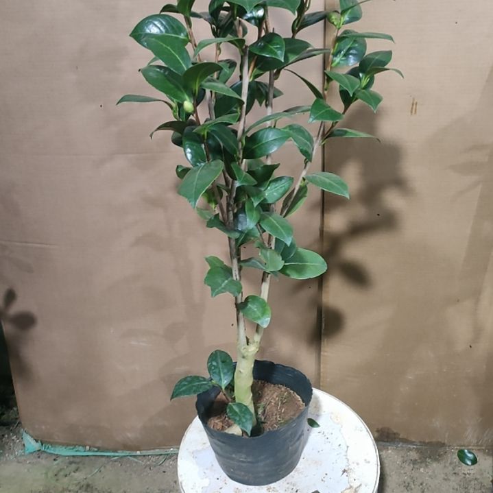 诚*492黄达，原盆原土发货，不包邮