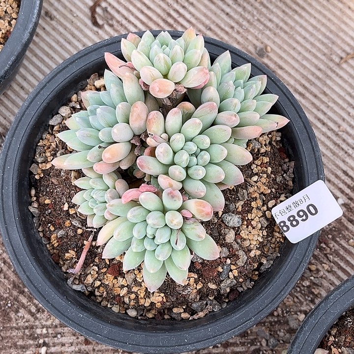 阿雅园艺。     8890奶糖