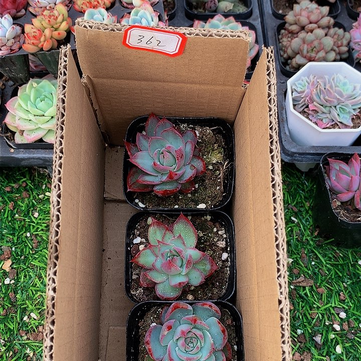 A362惊鸿仙子多肉