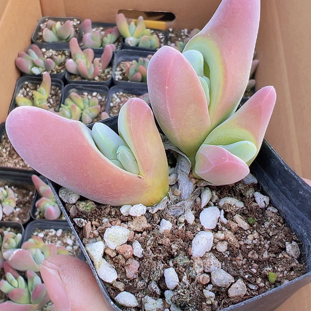 大鲨鱼19包邮多肉