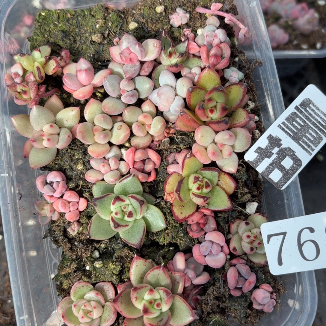 多肉植物多肉植物762