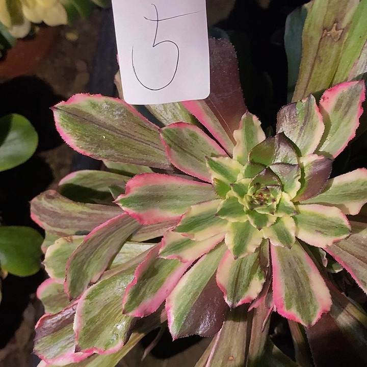 5号碧霞花脸多肉植物