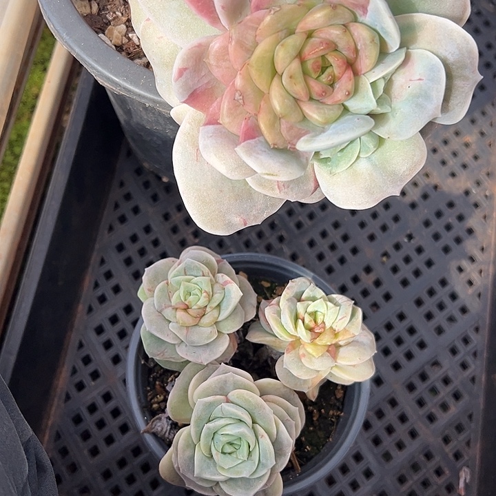 可爱玫瑰锦多肉植物