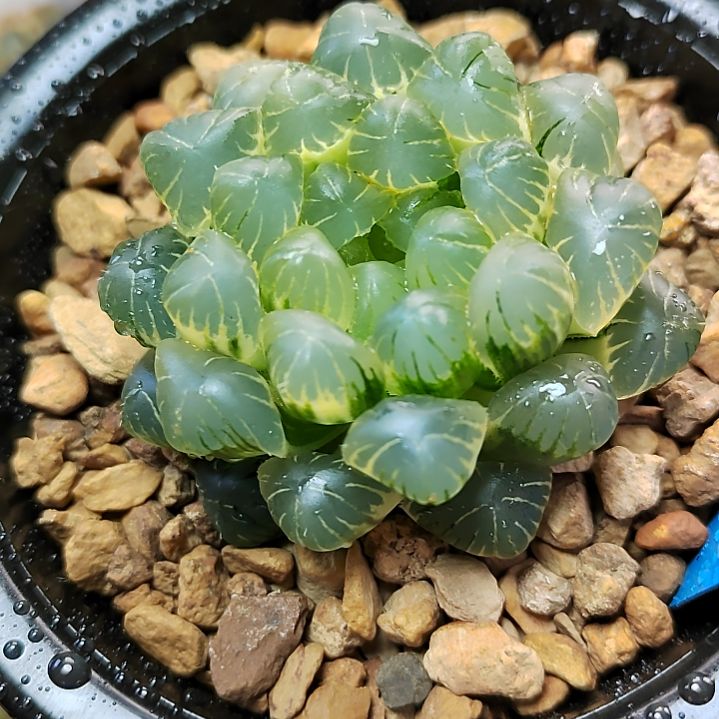 56号湖水糊斑 5.5厘米左右一物一拍带盆