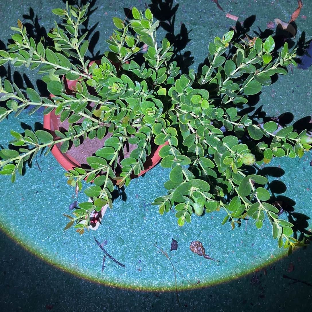 东***就金都一号果树1111111111111