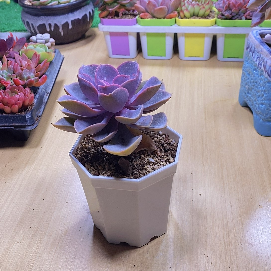 无花朵多肉植物 紫珍珠120