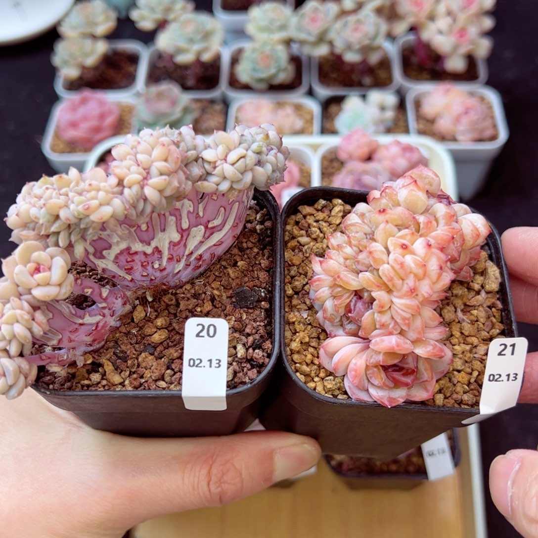 弯**好看20、21、哈哈哈哈