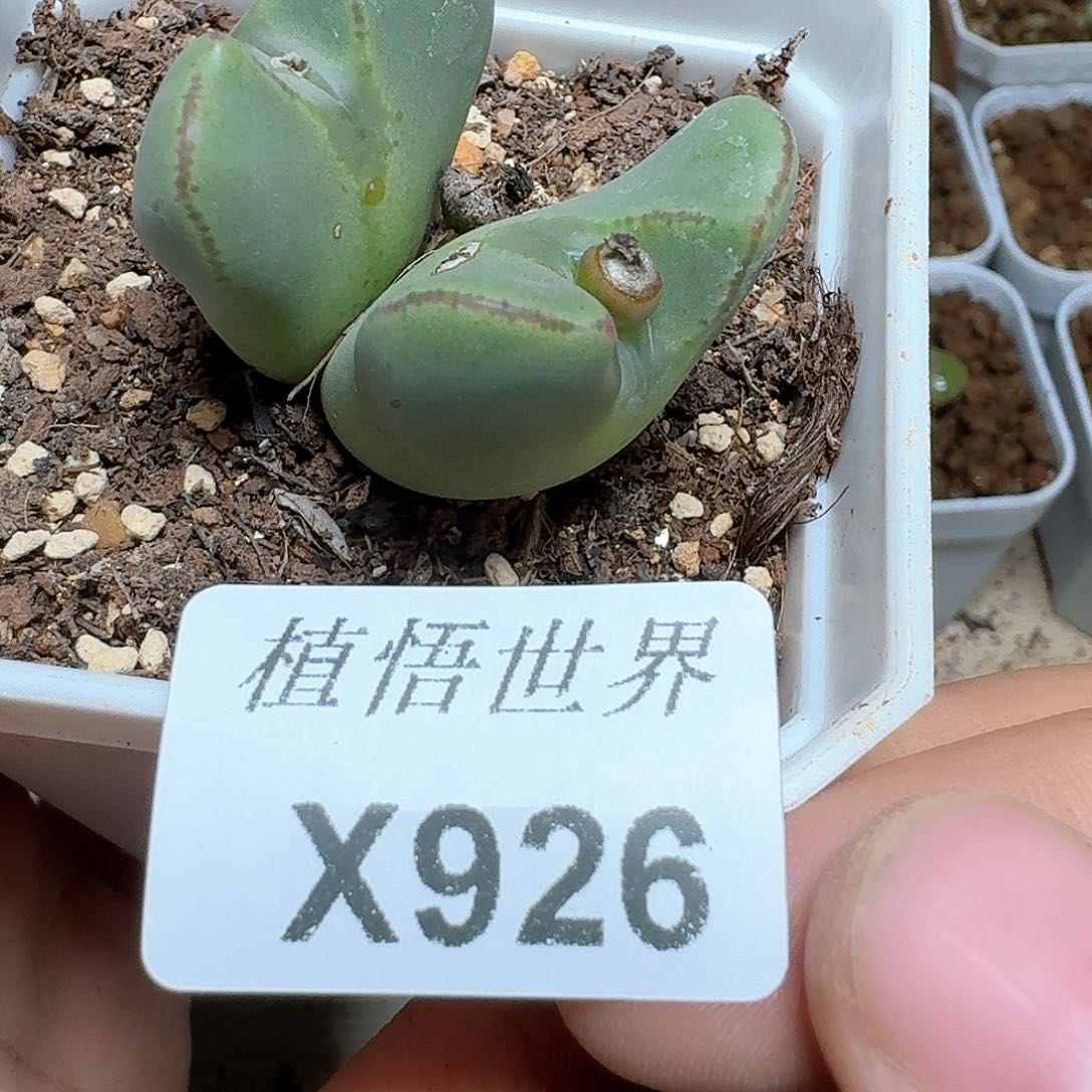 926号多肉植物哇c g
