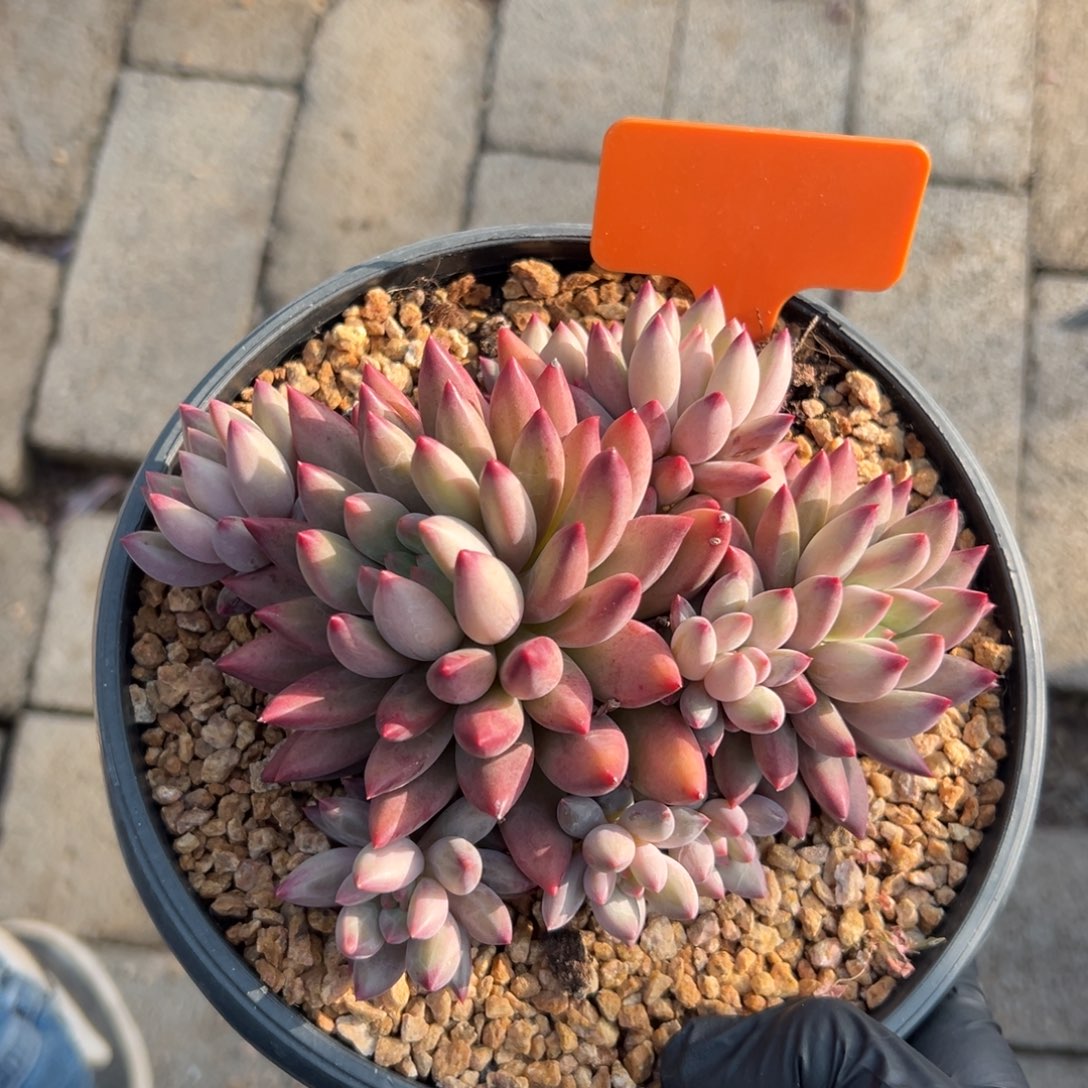 虞美人111111111111111