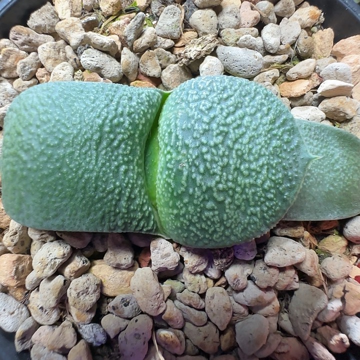 凸白釉卧牛锦亚成株