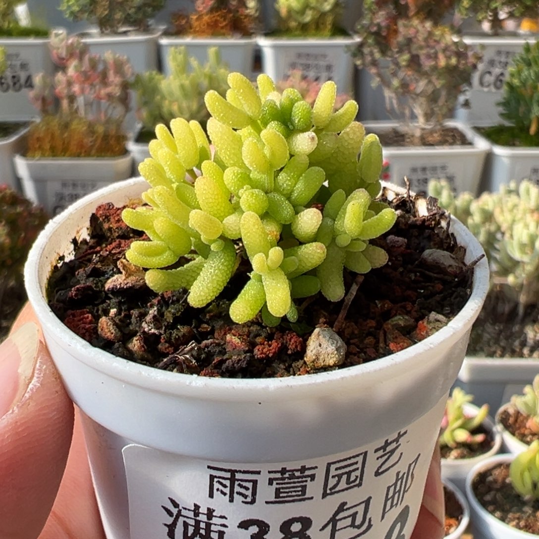 2-853糖球黄锦手捧花五圆盆