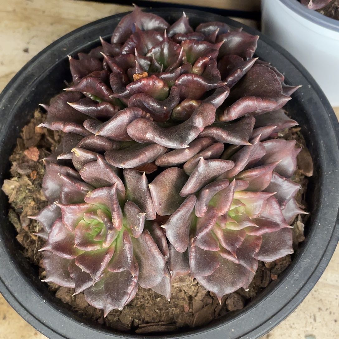 黑饺子一物一拍28包邮非偏远