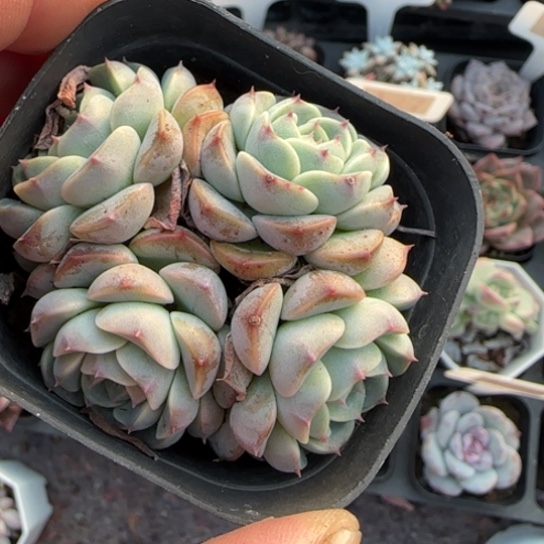 52香草月影多肉植物多