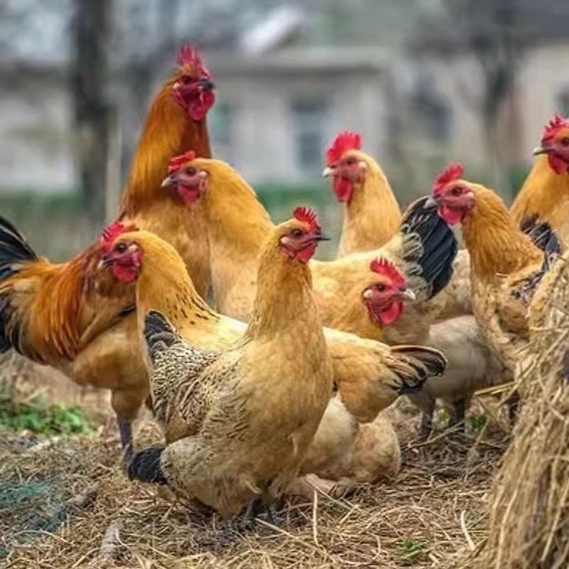 【亏本冲量】15只装青角麻鸡高产蛋宠物鸡活体顺丰包邮