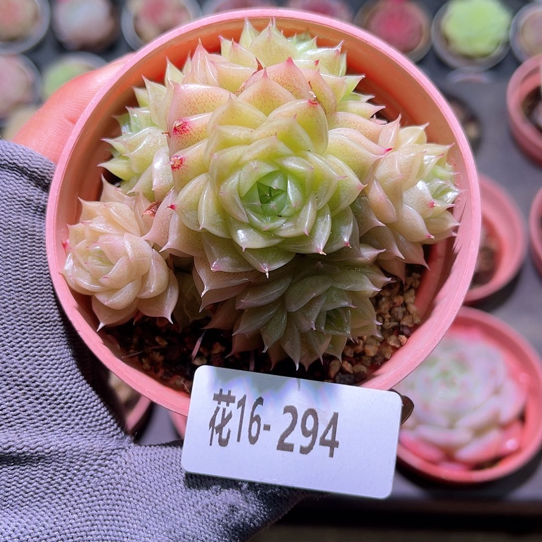 花16-294麦秆群生