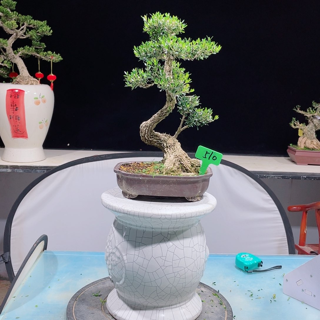 黄杨黄杨黄杨黄杨510