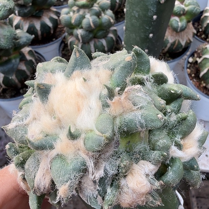 无花朵720勾尤青瓷龙牙牡丹