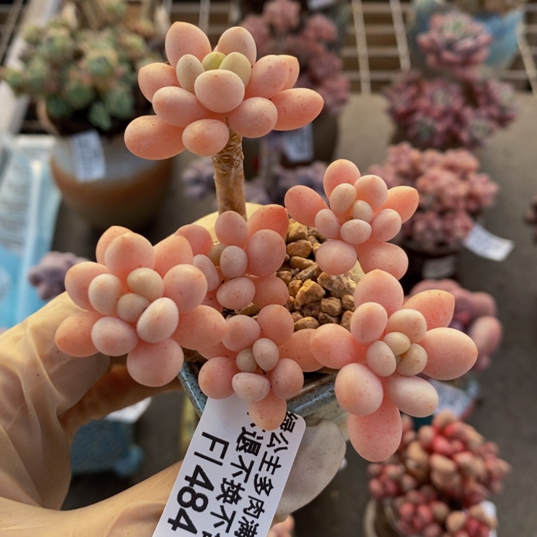 鱼子酱484/6cm多肉