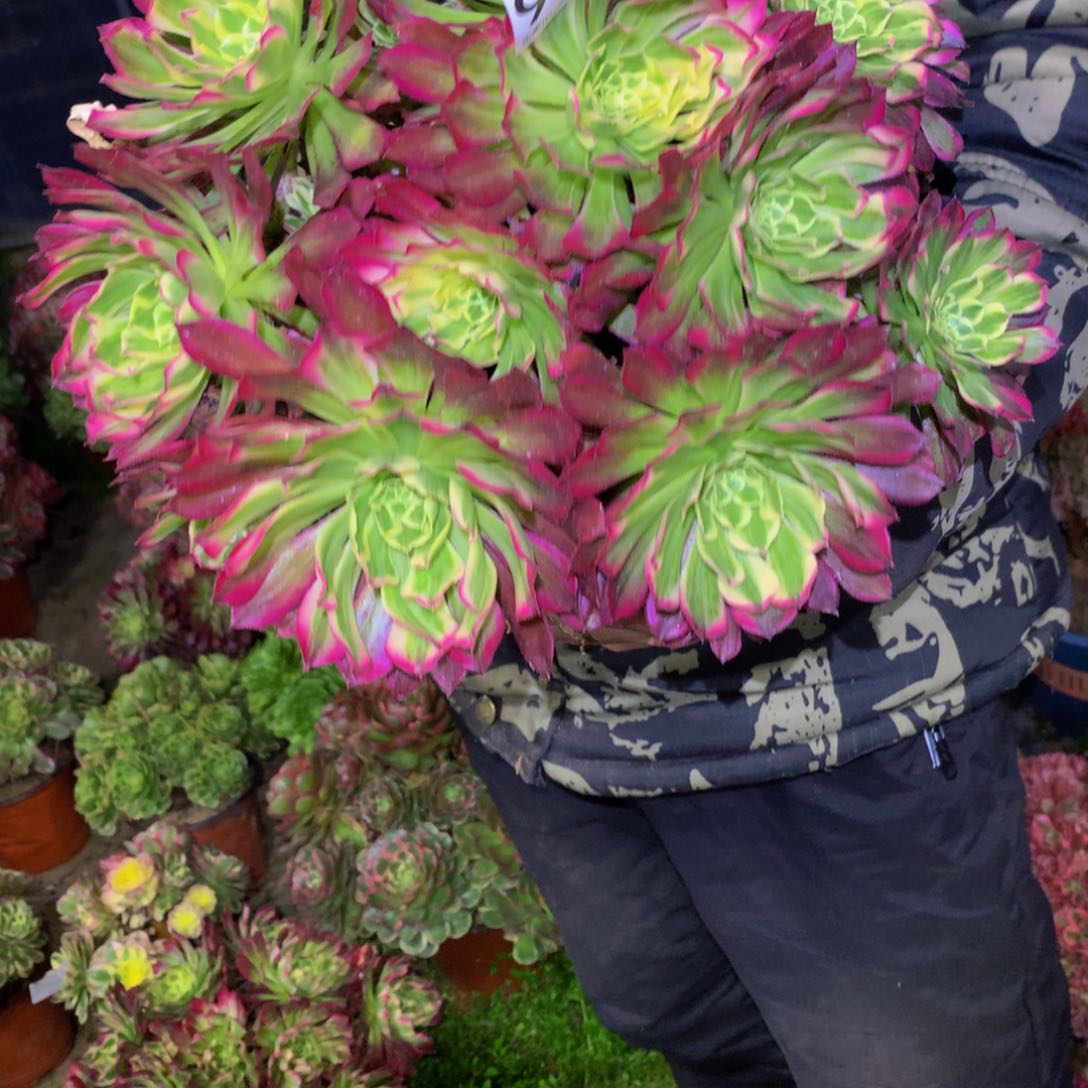 法师多肉植物958