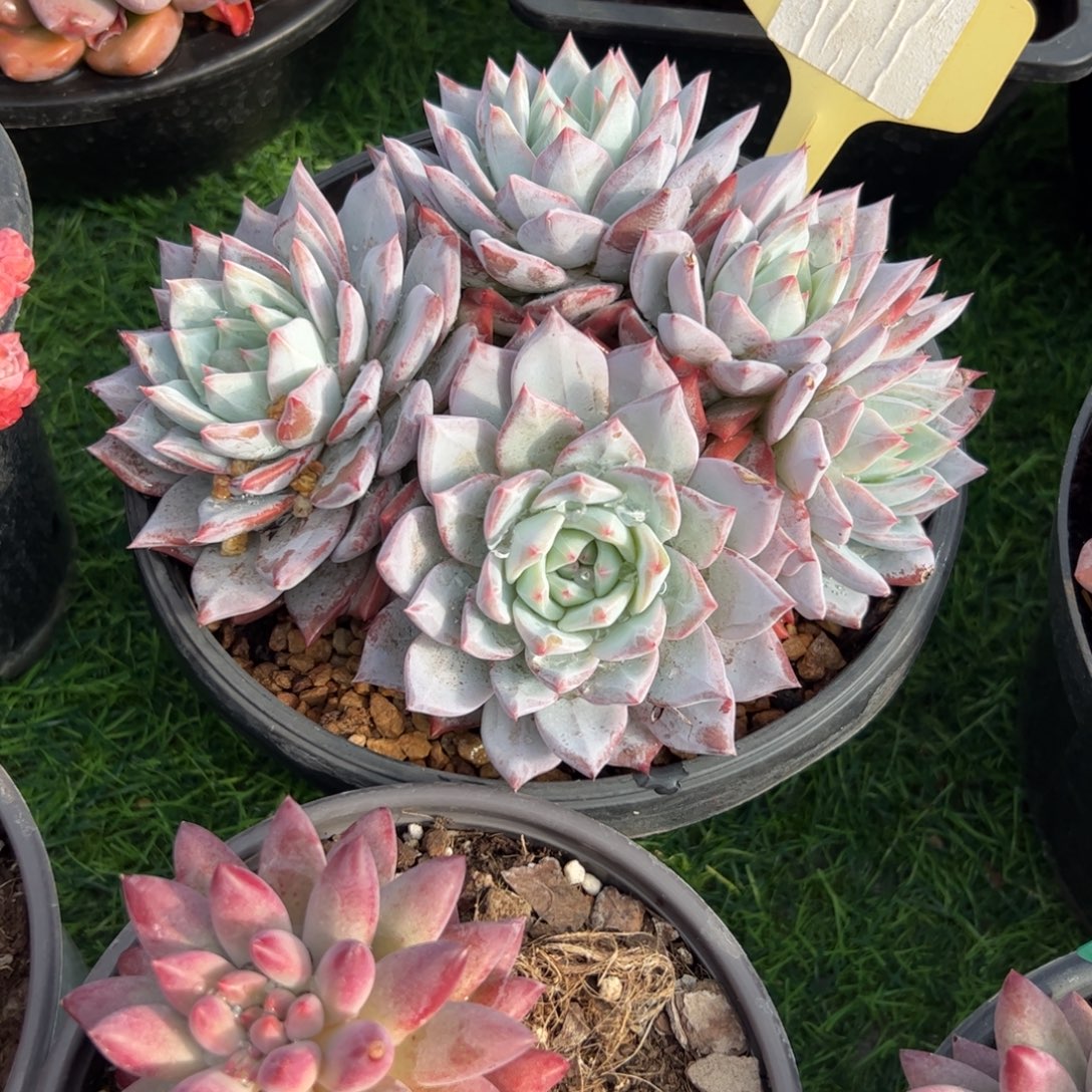 粉蓝鸟多肉植物保护研究所