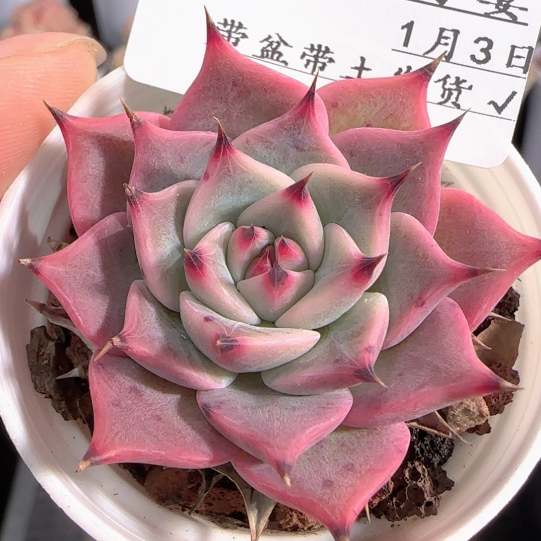 多肉0103-274黑爪