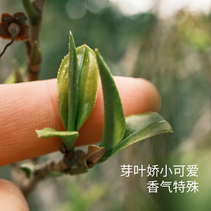 【倚邦中小叶种古树春茶】2021年倚邦普洱茶生茶散茶50g/袋