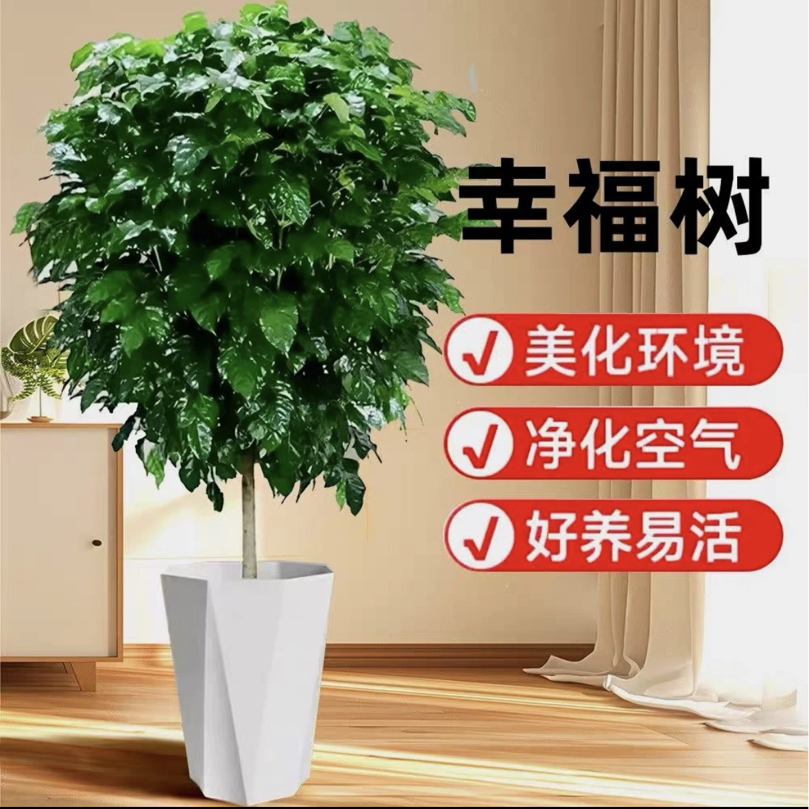 幸福树植物盆栽客厅大型绿植120cm高室内落地办公室四季好养