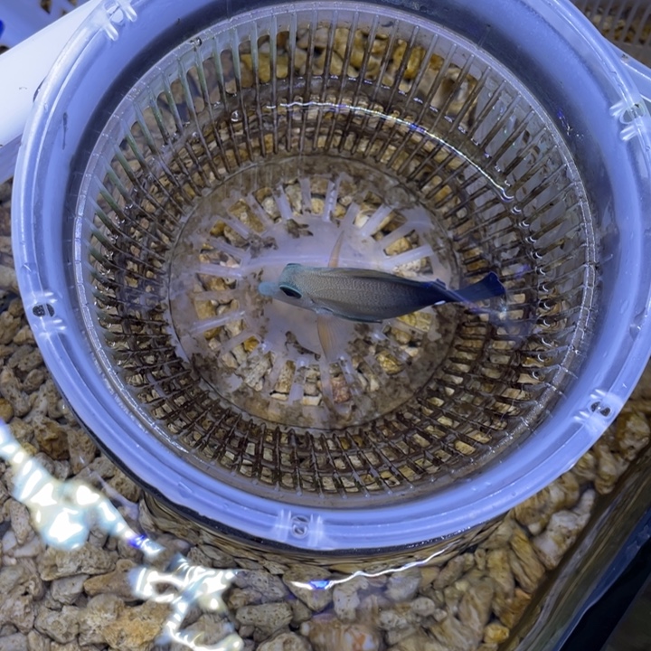 海水鱼三角一条顺丰包邮