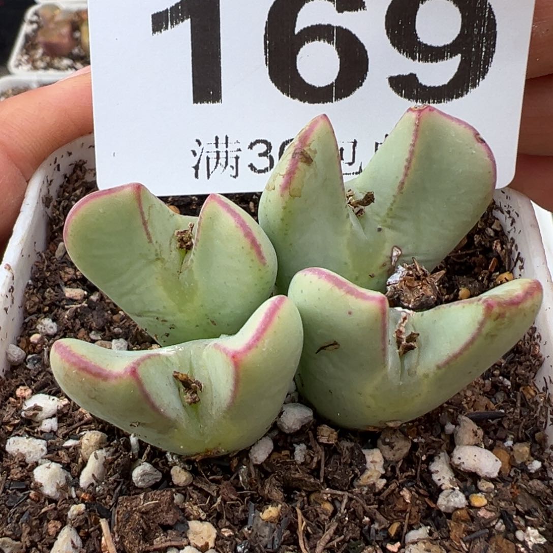 1.16好看的多肉169