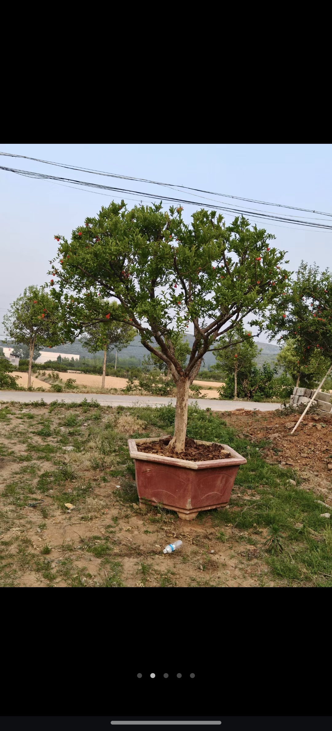 大红袍石榴树盆栽春夏开花易养活，可盆栽地栽