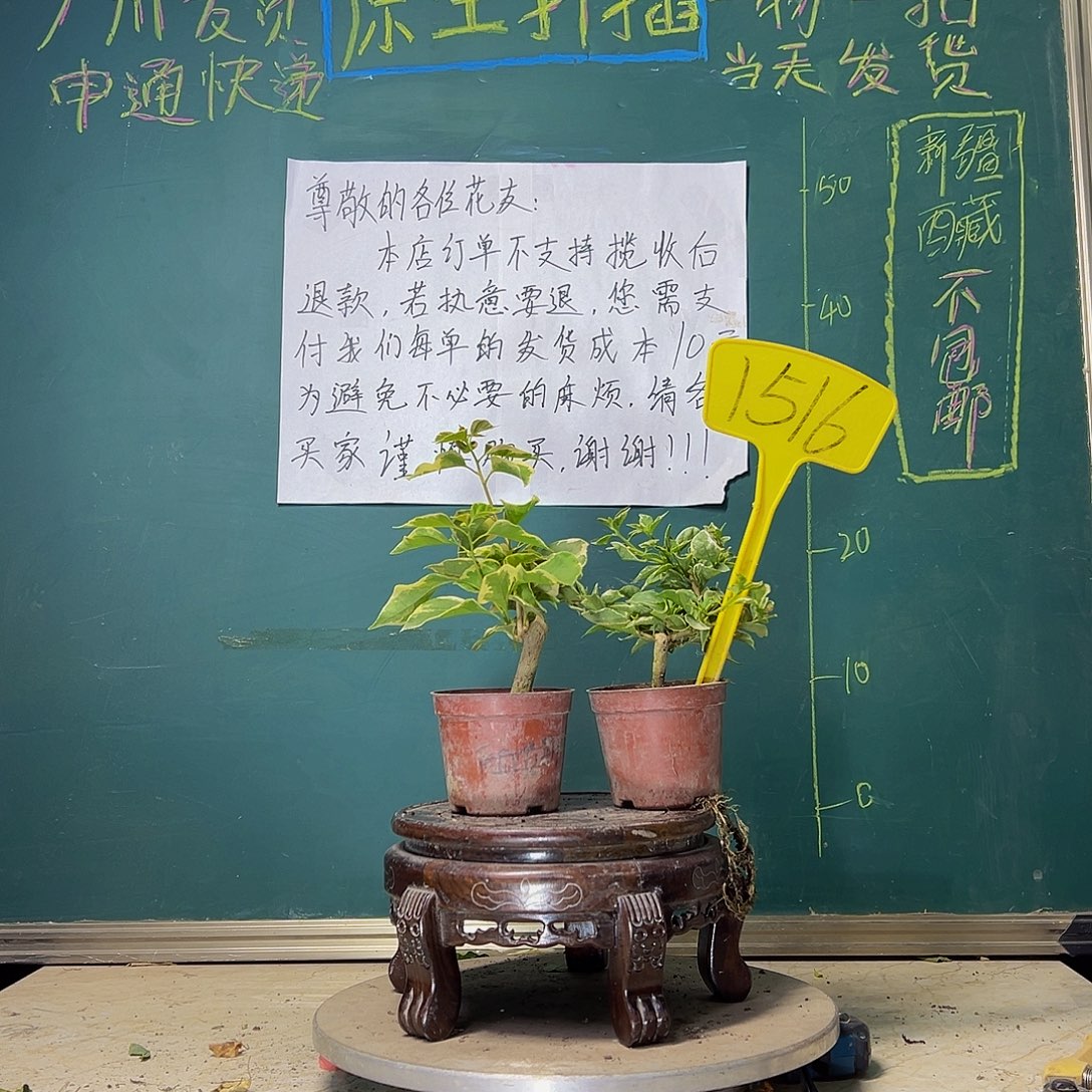 当前无花栽培后可以开花少女心掌中宝 斑叶重瓣橙掌中宝1516