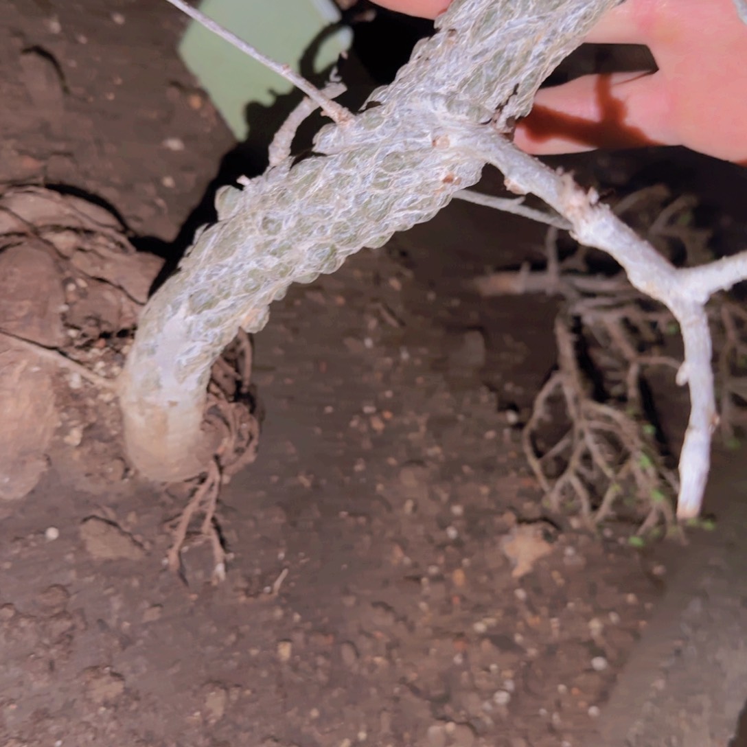 K***n块根植物块根植物