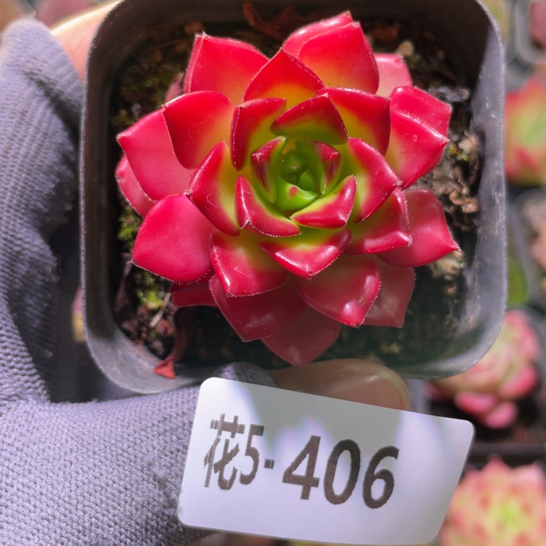 花利美5-406蒂亚 