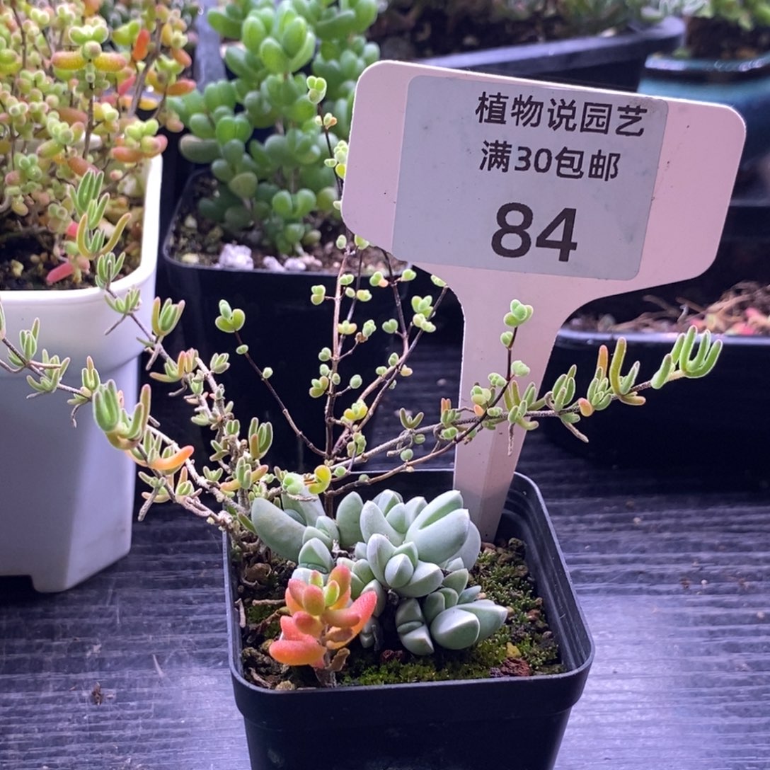 84白富美下播福利。        