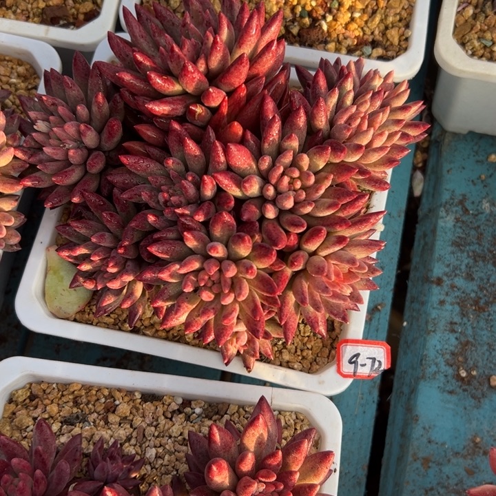 精品多肉植物老桩虞美人