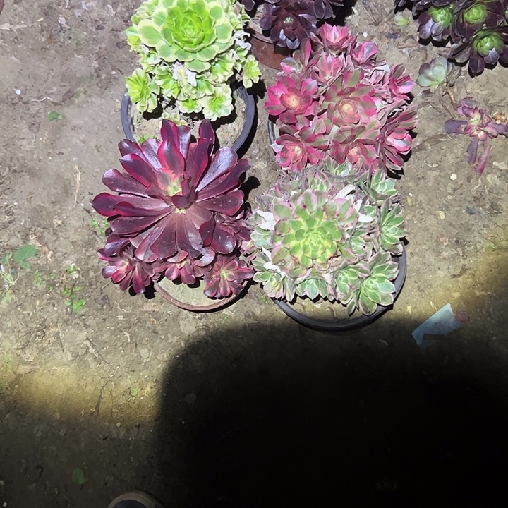 .***福不包侧枝一物一拍6