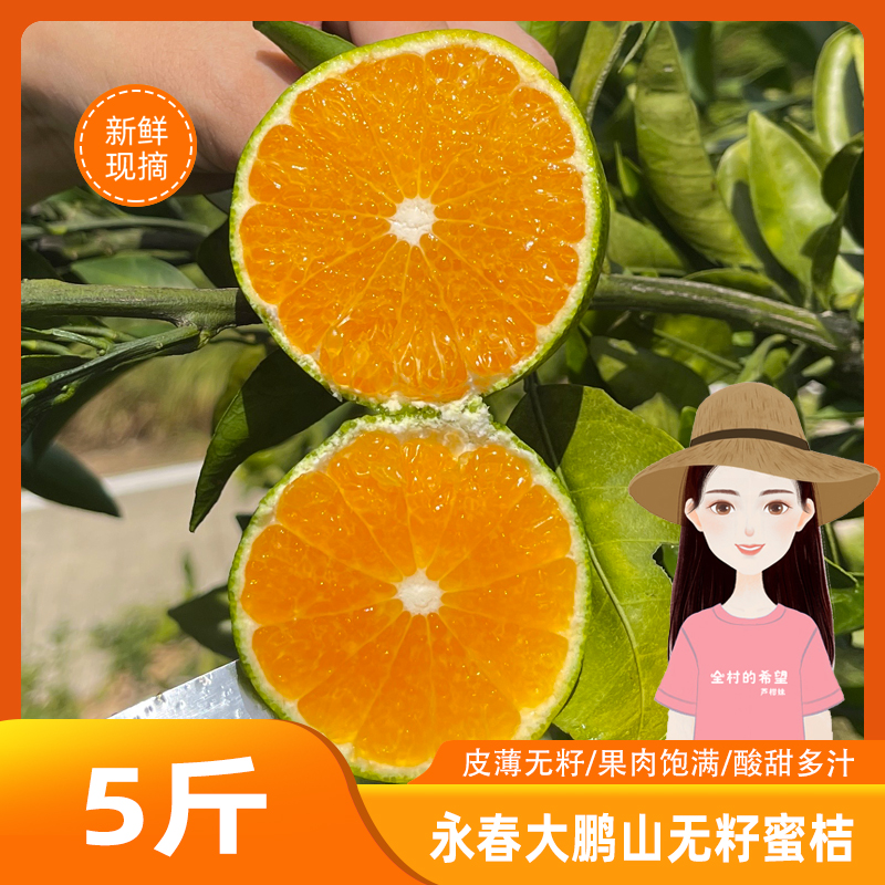 省内拍 芦柑妹永春大鹏山无籽蜜桔新鲜应季水果皮薄汁多现摘现发